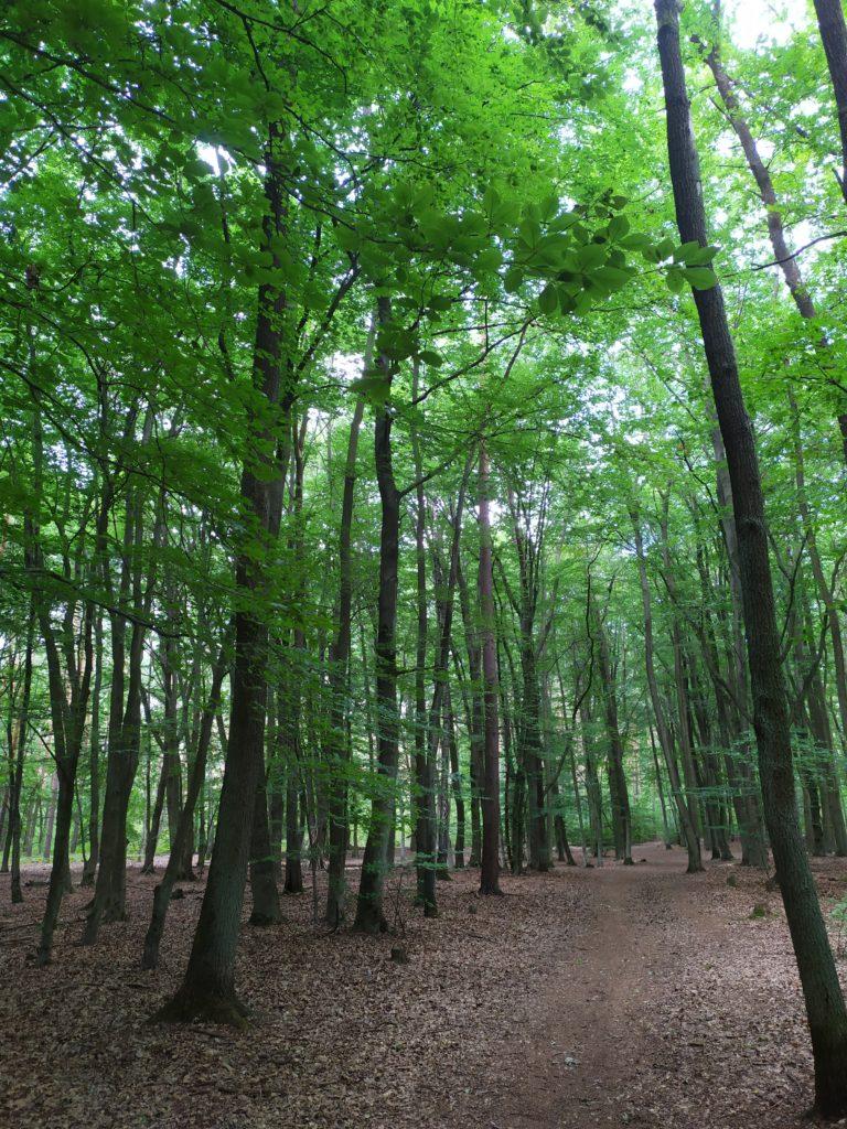Walk and Talk in Zeuthen 1 Walk and Talk: psychologische Beratung und Coaching im Wald